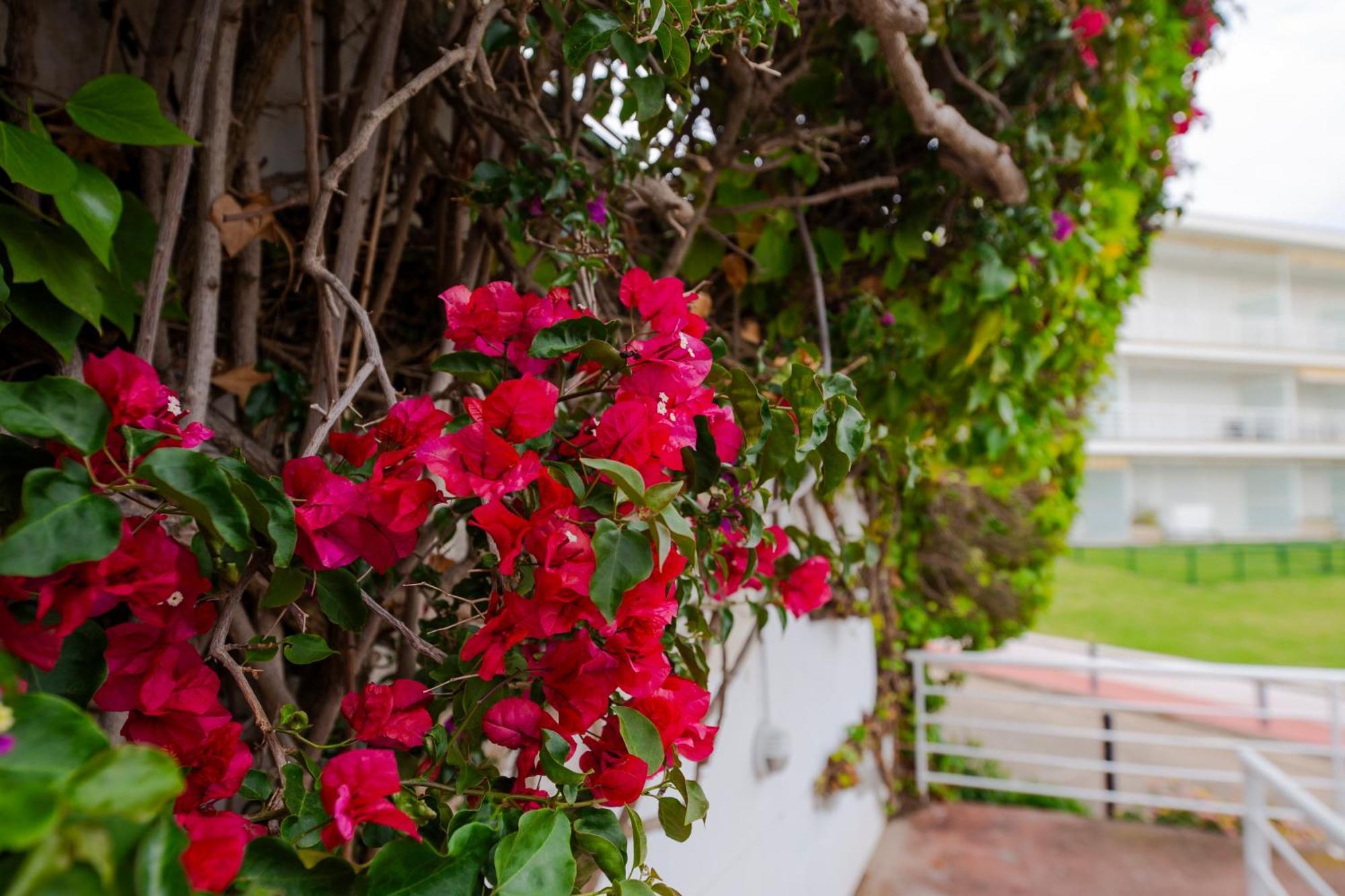 Apartamento Almadraba Roses Esterno foto
